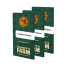 Purple Punch Auto Cannabis Seeds (3 or 5 Pack) by Barney's Farm