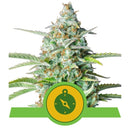 Royal Queen Seeds - Automatic Cannabis Seeds - Pack of 5
