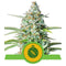 Royal Queen Seeds - Automatic Cannabis Seeds - Pack of 5