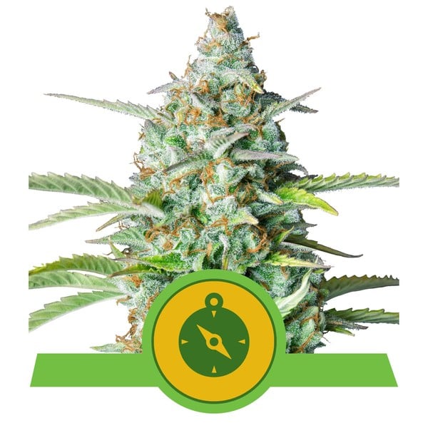 Royal Queen Seeds - Automatic Cannabis Seeds - Pack of 5