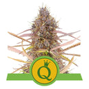 Royal Queen Seeds - Automatic Cannabis Seeds - Pack of 5