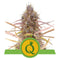 Royal Queen Seeds - Automatic Cannabis Seeds - Pack of 5