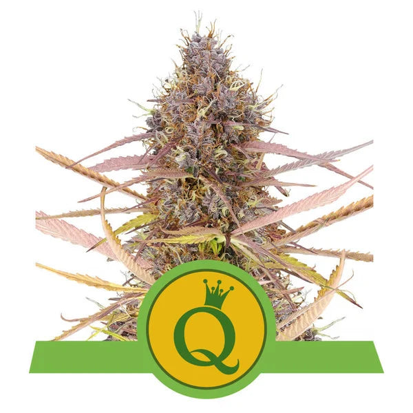Royal Queen Seeds - Automatic Cannabis Seeds - Pack of 5