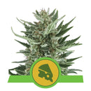 Royal Queen Seeds - Automatic Cannabis Seeds - Pack of 5