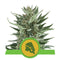 Royal Queen Seeds - Automatic Cannabis Seeds - Pack of 5