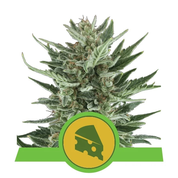 Royal Queen Seeds - Automatic Cannabis Seeds - Pack of 5