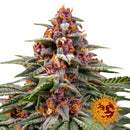 Runtz - Pack of 3 Auto-flowering Cannabis Seeds by Barney's Farm