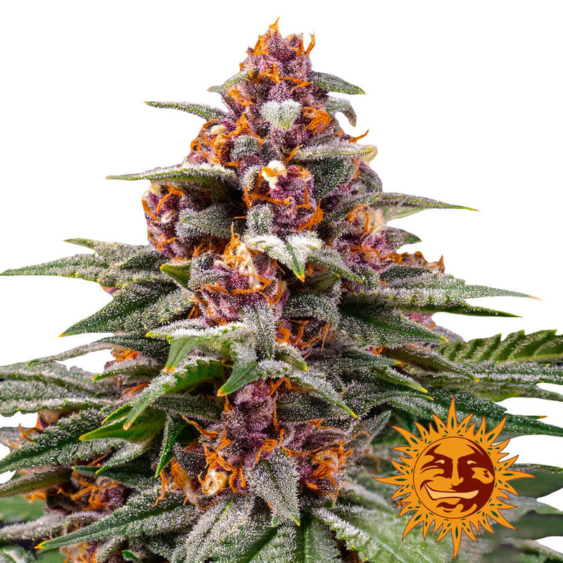 Runtz - Pack of 3 Auto-flowering Cannabis Seeds by Barney's Farm