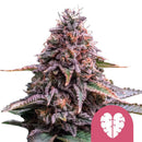 Royal Queen Seeds - Pink Mist feminized cannabis seeds (3 seeds pack)