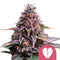 Royal Queen Seeds - Pink Mist feminized cannabis seeds (3 seeds pack)