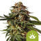 Royal Queen Seeds - Special Queen 1 Auto / Autoflowering Cannabis Seeds (3 seeds pack)